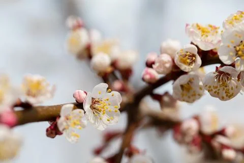 Spring flowering branch of apple tree. Background spring. Stock Photos