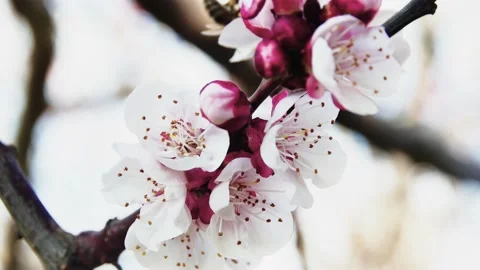 Spring flowering branch with a bee, in the garden Vídeos de archivo 236809260
