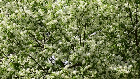 Spring flowering branch of cherry tree Stock Footage 89112280