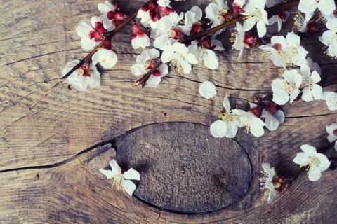 Spring flowering branch Stock Photos