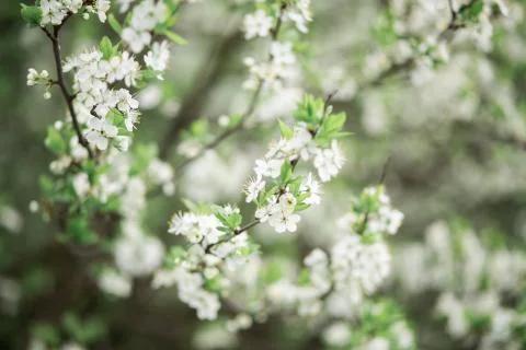Spring flowering branches of Cherry blossom on green background 스톡 사진