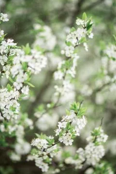 Spring flowering branches of Cherry blossom on green background 스톡 사진