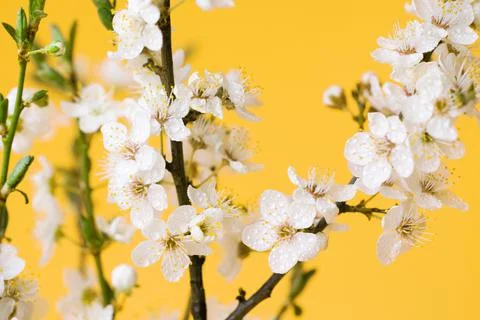 Spring flowering branches Stock Photos