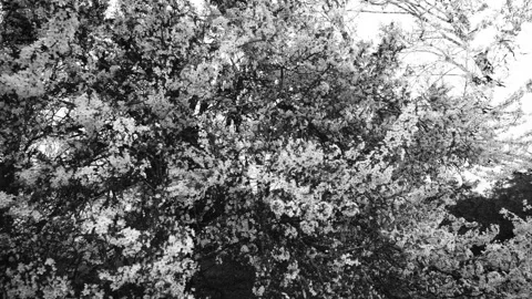 Spring flowering branches scrolling horizontally in close-up. Double exposure. Stock Footage 151299776