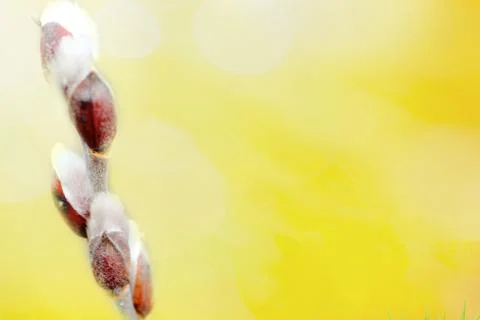 Spring flowering branches of willow background, Copy space Stock Photos