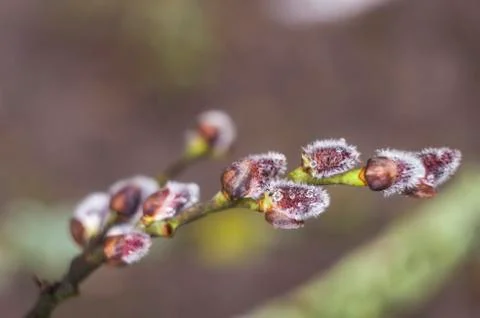 Spring flowering branches of willow. Stock Photos