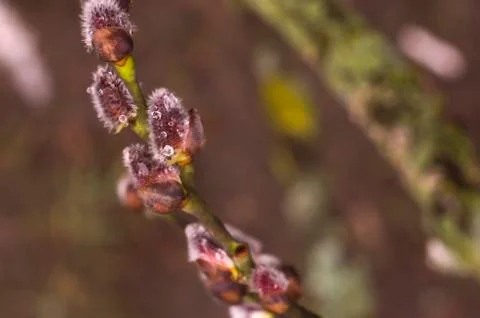 Spring flowering branches of willow. Stock Photos
