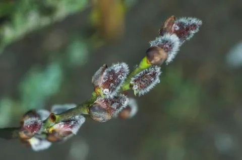 Spring flowering branches of willow. Stock Photos
