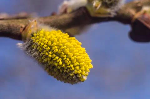 Spring flowering branches of willow. Stock Photos