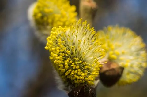 Spring flowering branches of willow. Stock Photos