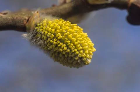 Spring flowering branches of willow. Foto stock