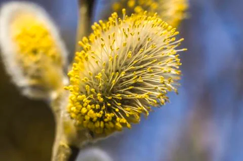Spring flowering branches of willow. Stock Photos