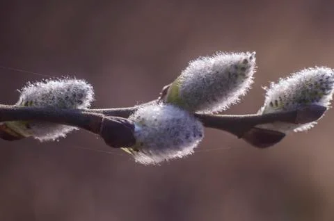 Spring flowering branches of willow. Stock Photos