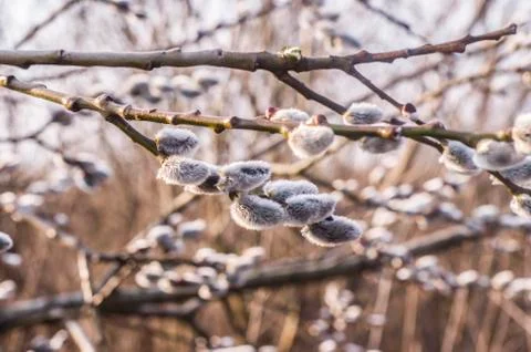 Spring flowering branches of willow. Stock Photos