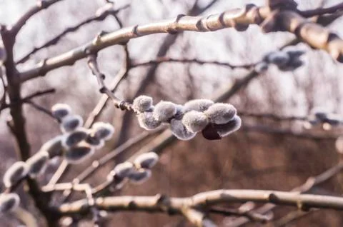 Spring flowering branches of willow. Foto stock