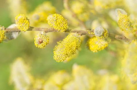Spring flowering branches of willow Fotos de archivo
