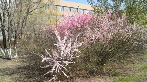 Spring Flowering Bushes Stock Footage 11062068