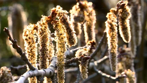 Spring. Flowering catkins of the alder 스톡 동영상 129759851