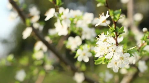 Spring Flowering Cherry 3 Stock Footage 39381420