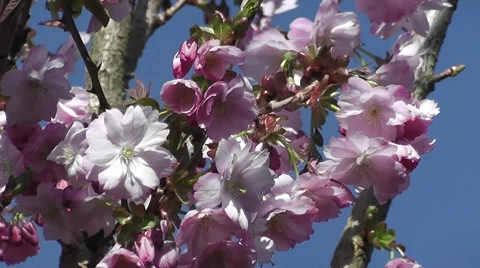 Spring Flowering Cherry Blossom Flower Tree Gently Blowing in the Wind Stock-Footage 48657006