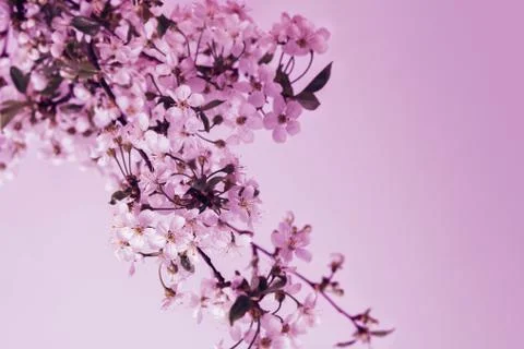 Spring flowering. Cherry branch. Foto stock