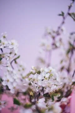 Spring flowering. Cherry branch. Stock Photos