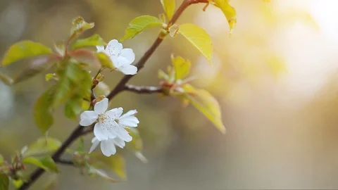 Spring flowering cherry branch sways from the wind Stock Footage 128507941