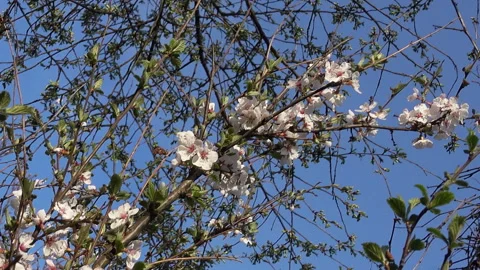 Spring flowering cherry Видео 89041658