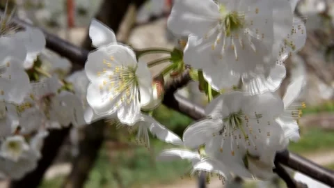 Spring flowering cherry Stock Footage 159949143
