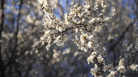 Spring Flowering Cherry-plum Tree Stock Footage 127119241