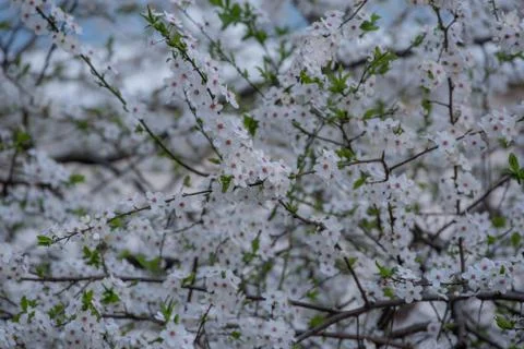 Spring flowering of cherry tree against the sky close-up. Trees bloom in spri Foto stock