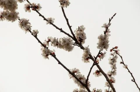 Spring flowering of cherry tree against the sky close-up. Trees bloom in spri Stock Photos