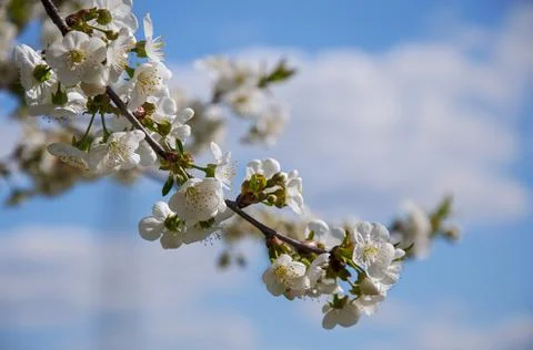 Spring flowering of the cherry tree against the blue sky Stock Photos