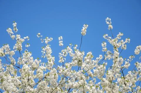 Spring flowering of the cherry tree against the blue sky Stock Photos