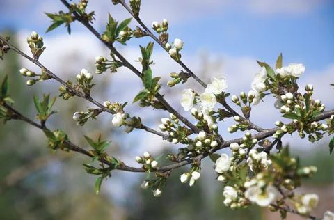 Spring flowering of the cherry tree against the blue sky Stock Photos