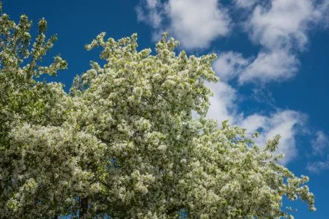 Spring flowering cherry tree on a background of blue sky with clouds Stock Photos