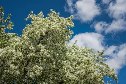 Spring flowering cherry tree on a background of blue sky with clouds Stock Photos