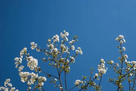 Spring flowering cherry tree. Branches of white flowers against a blue sky. 写真素材