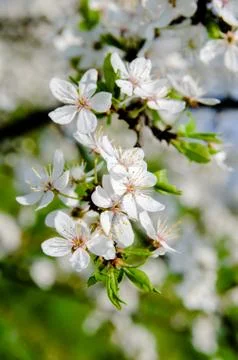 Spring flowering cherry tree closeup 스톡 사진