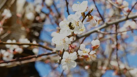 Spring flowering cherry tree flowers 스톡 동영상 122079194