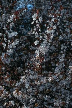 Spring flowering cherry tree. Many flowers on a tree. Stock Photos