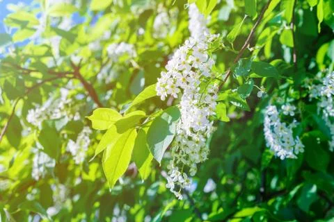 Spring flowering of the cherry tree Stock Photos