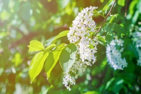 Spring flowering of the cherry tree Stock Photos