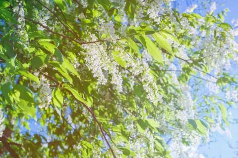 Spring flowering of the cherry tree Stock Photos