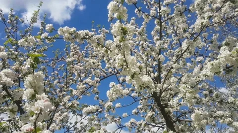 Spring. Flowering cherry. Vilnius Stock Footage 166721906