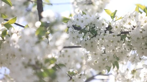 Spring flowering cherry, white flowers close-up, Selective focus and shallow Stock Footage 89026158