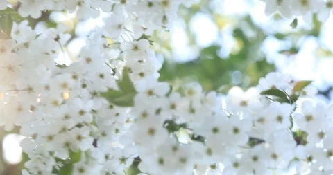Spring flowering cherry, white flowers close-up, Selective focus and shallow Vidéo 89036242