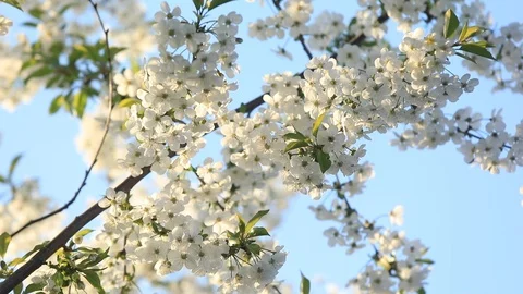 Spring flowering cherry, white flowers close-up, Selective focus and shallow Video stock 89036403