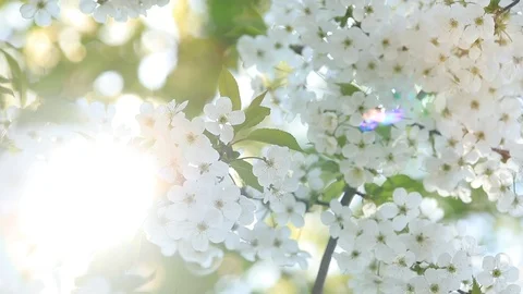 Spring flowering cherry, white flowers close-up, Selective focus and shallow Stock Footage 89045411