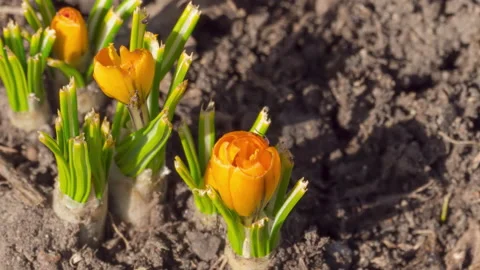 Spring flowering crocuses Stock Footage 218482681